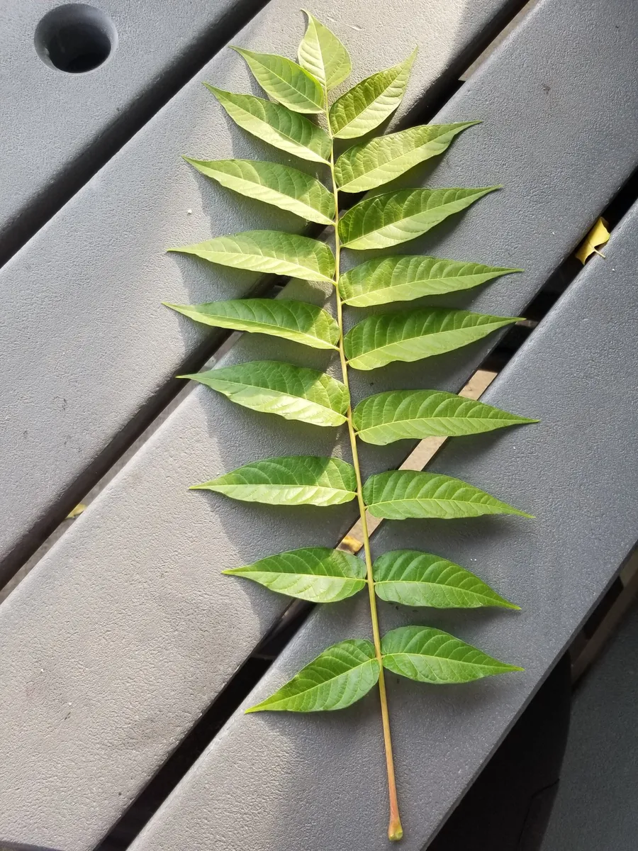 Tree of Heaven (Ailanthus altissima) | CKISS